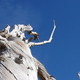 Illustration for article titled Loggers didnt cut down worlds oldest tree—but the real story is better